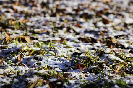 fresh first white snow winter outdoor on the surface of the grass and yellow fallen maple leaves.の写真素材