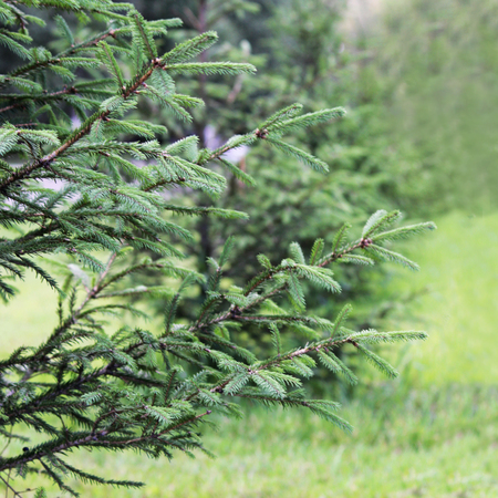 The small fir tree grows in the city on a background of green grass in summer in the city.の写真素材