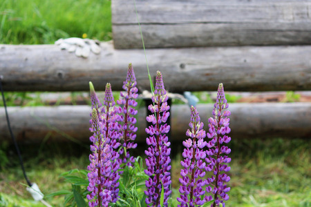 The family of wild blooming flower purple lupine Lupinus grows next to the future wooden house from a bar.の写真素材
