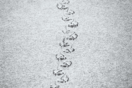 Footprints of ducks on the surface of the lake, covered with a thin layer of ice and snow.
