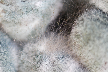 Growth of aspergillosis Aspergillus flavus on a salted mushrooms honey fungus Armillaria mellea. Macro shooting. Set of grey and black hyphae.の写真素材