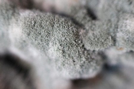 Growth of aspergillosis Aspergillus flavus on a salted mushrooms honey fungus Armillaria mellea. Macro shooting. Set of grey and black hyphae.の写真素材