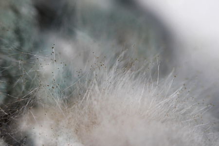 Growth of aspergillosis Aspergillus flavus on a salted mushrooms honey fungus Armillaria mellea. Macro shooting. Set of grey and black hyphae.の写真素材