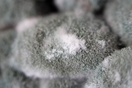 Growth of aspergillosis Aspergillus flavus on a salted mushrooms honey fungus Armillaria mellea. Macro shooting. Set of grey and black hyphae.の写真素材
