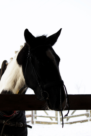 A vertical photograph of a mare's head with a bridle that stands outdoorの写真素材