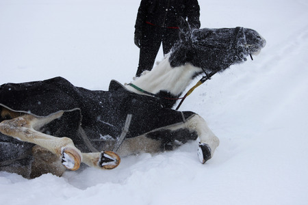 piebald mare in the fresh air in winter while walking through the forest. bathes in the snow. a demonstration of the proverb that embodies that the work has not yet begun: the horse did not wallow.の写真素材