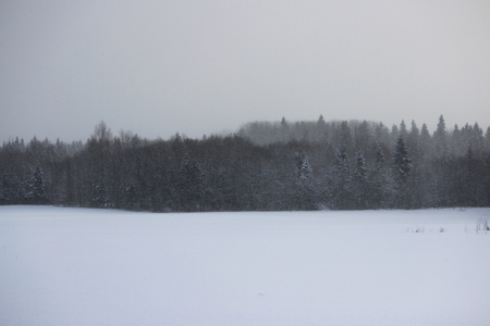 Winter forest during a snowstorm and a strong blizzard on Christmasの写真素材