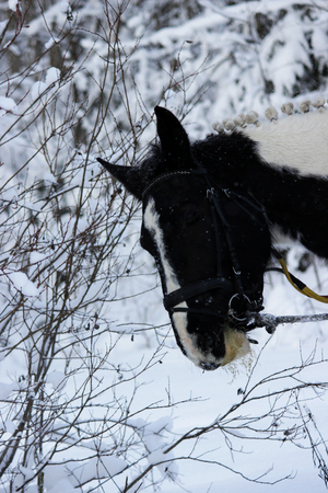 piebald mare in the fresh air in winter while walking through the forest. the horse eats at young spruce trees and tree branches.の写真素材