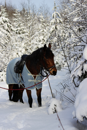 vertical photo of a chestnut horse in a winter forest. in a horsecloth, with a bridle and a saddle.の写真素材