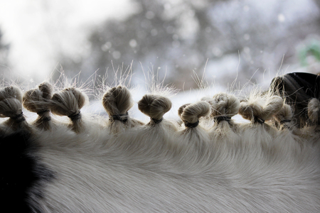 hairstyle on the neck of a piebald horse in the form of several tails taken with elastic bands in the eyelets. in the winter on the street. horse fashion.の写真素材