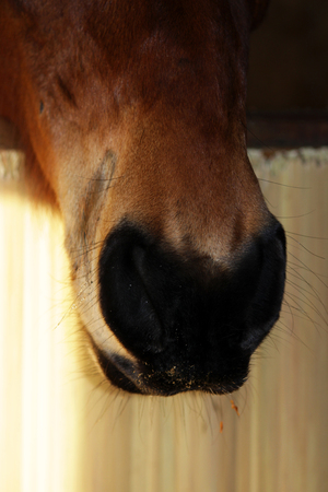 young mare of red color hair on his forehead stands in a enclosure indoor. soft, sensitive noseの写真素材