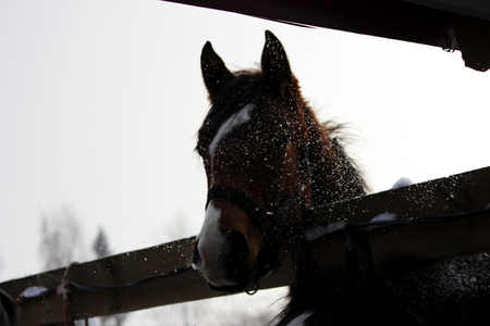 soft, sensitive nose young red horse with a white spot in halters . horse stand in a paddock outside in the open airの写真素材