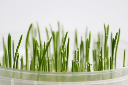 young sprouts of oats sprouted for cats in the winter to improve digestion and as a source of vitamins and enzymes. green grass with drops of dewの写真素材