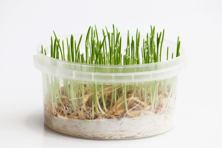 young sprouts of oats sprouted for cats in the winter to improve digestion and as a source of vitamins and enzymes. green grass with drops of dewの写真素材