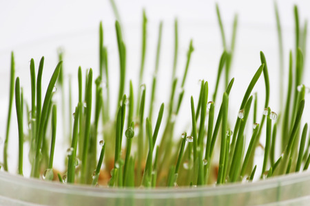 young sprouts of oats sprouted for cats in the winter to improve digestion and as a source of vitamins and enzymes. green grass with drops of dewの写真素材