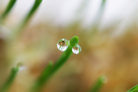 young sprouts of oats sprouted for cats in the winter to improve digestion and as a source of vitamins and enzymes. green grass with drops of dewの写真素材