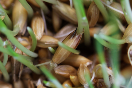 young sprouts of oats sprouted for cats in the winter to improve digestion and as a source of vitamins and enzymes. green grass with drops of dewの写真素材