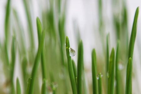 young sprouts of oats sprouted for cats in the winter to improve digestion and as a source of...