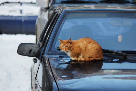 A red cat sits on the hood of a passenger car in winter.の写真素材