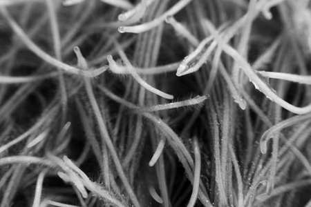 young sprouts of oats sprouted for cats in the winter to improve digestion and as a source of...