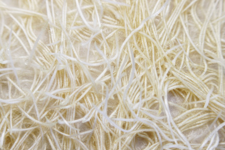 young sprouts of oats sprouted for cats in the winter to improve digestion and as a source of vitamins and enzymes. roots of grass.の写真素材