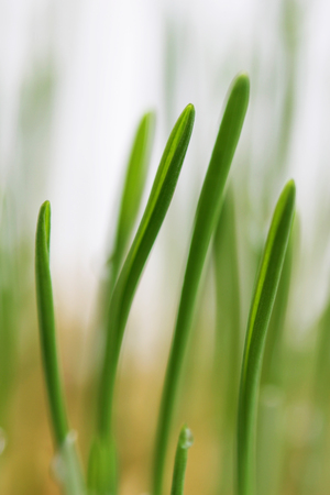 young sprouts of oats sprouted for cats in the winter to improve digestion and as a source of vitamins and enzymes. green grass with drops of dewの写真素材