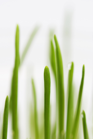 young sprouts of oats sprouted for cats in the winter to improve digestion and as a source of vitamins and enzymes. green grass with drops of dewの写真素材