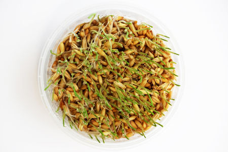 young sprouts of oats sprouted for cats in the winter to improve digestion and as a source of vitamins and enzymes. green grass with drops of dewの写真素材