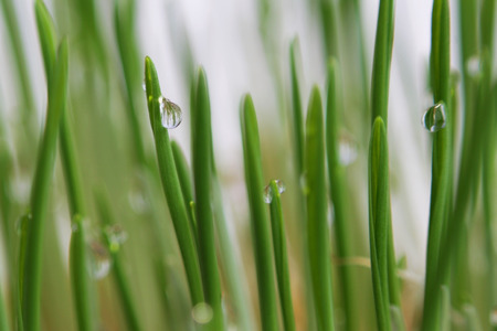 young sprouts of oats sprouted for cats in the winter to improve digestion and as a source of vitamins and enzymes. green grass with drops of dewの写真素材