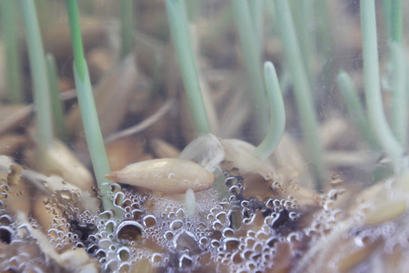 young sprouts of oats sprouted for cats in the winter to improve digestion and as a source of vitamins and enzymes. green grass with drops of dewの写真素材