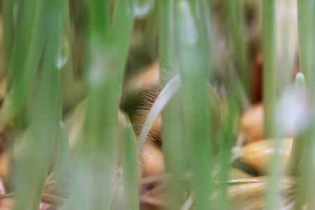 young sprouts of oats sprouted for cats in the winter to improve digestion and as a source of vitamins and enzymes. green grass with drops of dewの写真素材