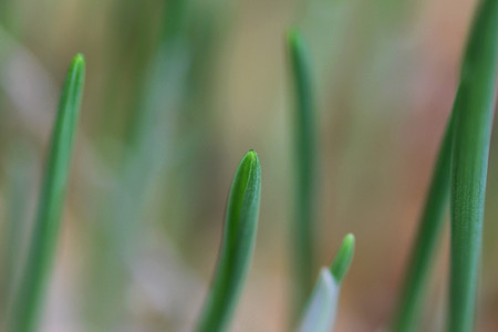 young sprouts of oats sprouted for cats in the winter to improve digestion and as a source of vitamins and enzymes. green grass with drops of dewの写真素材