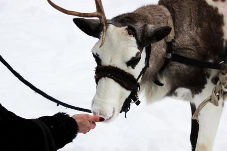 Reindeer Rangifer tarandus is in harness on holiday. woman is feeding deer with handsの写真素材