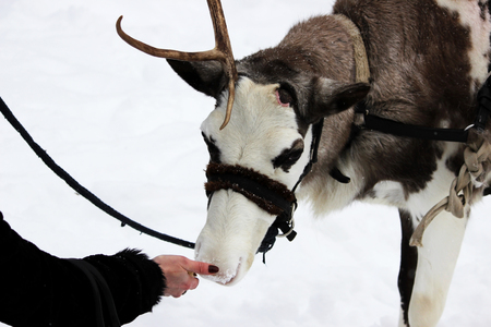 Reindeer Rangifer tarandus is in harness on holiday. woman is feeding deer with handsの写真素材