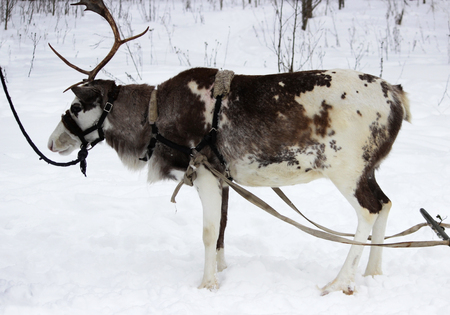 One-horned Reindeer Rangifer tarandus is in harness on holidayの写真素材