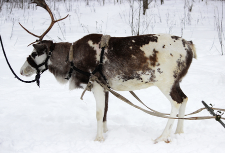 One-horned Reindeer Rangifer tarandus is in harness on holidayの写真素材