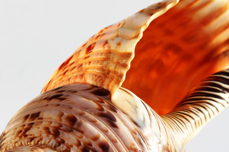 Empty shell of sea snail, Atlantic triton trumpet, Charonia variegata from seaの写真素材