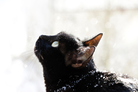 A black cat looks at the street, where a heavy snow falls. snowflakes fall on a cat from aboveの写真素材