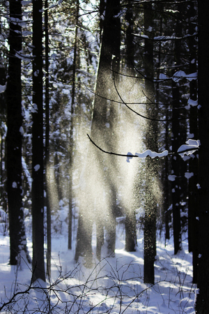 white snow is falling from the tree with a twig in the forest from the wind after the snowfall the day before. looks like a ghost.の写真素材