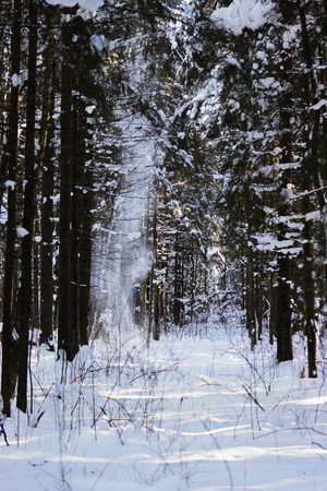 white snow is falling from the tree with a twig in the forest from the wind after the snowfall the day before. looks like a ghost.の写真素材