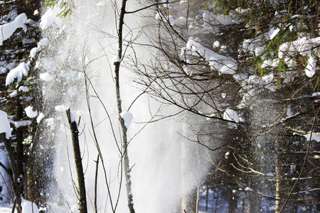 white snow is falling from the tree with a twig in the forest from the wind after the snowfall the day before. looks like a ghost.の写真素材
