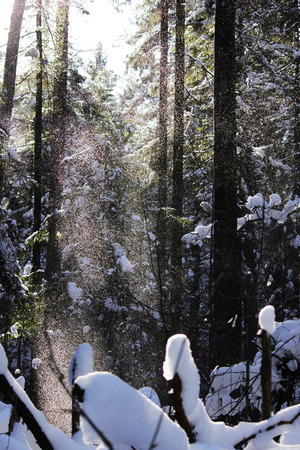 white snow is falling from the tree with a twig in the forest from the wind after the snowfall the day before. looks like a fairy tale ghostの写真素材