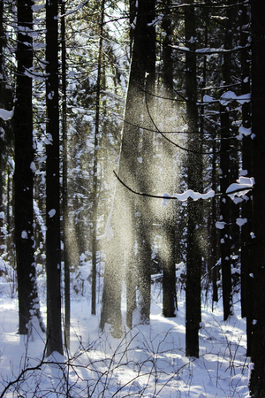 white snow is falling from the tree with a twig in the forest from the wind after the snowfall the day before. looks like a fairy tale ghostの写真素材