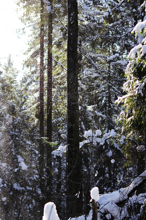 white snow is falling from the tree with a twig in the forest from the wind after the snowfall the day before. looks like a fairy tale ghostの写真素材