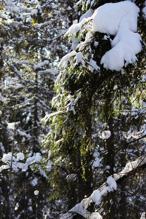 white snow is falling from the tree with a twig in the forest from the wind after the snowfall the day before. looks like a fairy tale ghostの写真素材