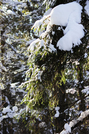 Fir branch in the forest, covered with snow after snowfall, in winterの写真素材