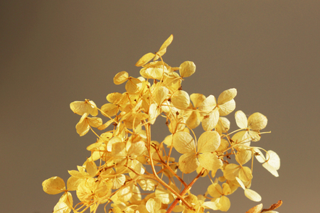 dried inflorescence of hydrangeas Hydrangea opuloides. yellow and brownの写真素材