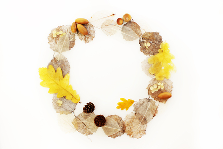 round frame of skeletonized aspen leaves, ficus and oak, cones and acorns on a white backgroundの写真素材