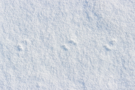 traces of a small mouse on white snow in the winterの写真素材