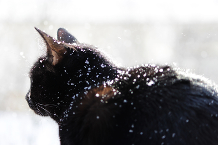 A black cat looks with surprise at falling snowflakes during a snowfallの写真素材